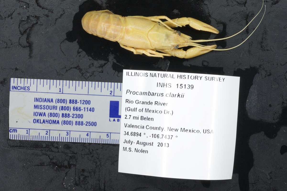 Procambarus clarkii image